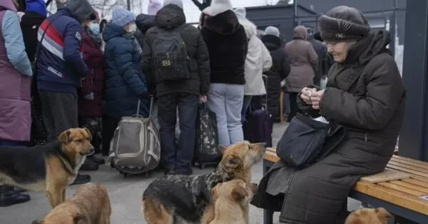 Pider huir con animales desde Ucrania