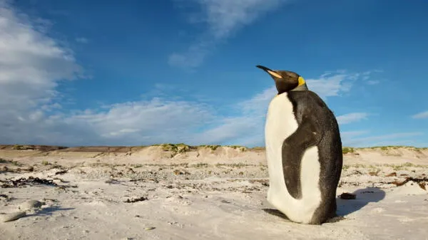 Pingüino afectado por el calentamiento global