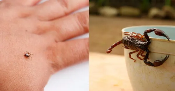 mordedura de araña y alacrán