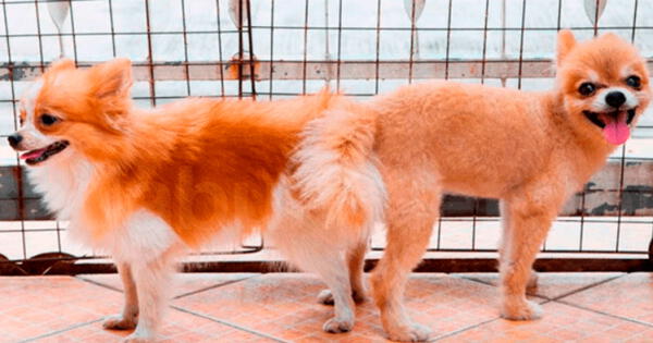 No se pueden separar a los perros, porque puede generar lesiones