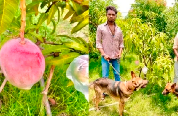 Un agricultor de la India logró sembrar el mango más caro del mundo y buscan cuidarlo al máximo.