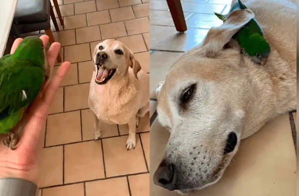 perro labrador y lora