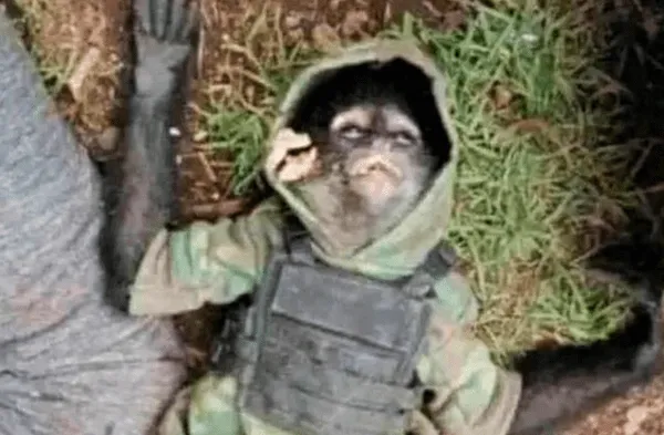 Matan a mono con chaleco antibalas en un sangriento tiroteo contra narcos
