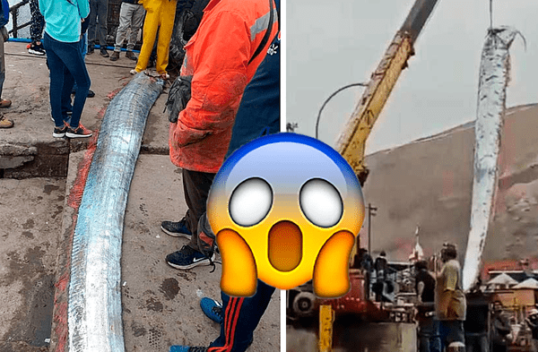 Pesadores capturan pez remo que sería señal de terremotos y tsunamis: conoce por qué wapa.pe