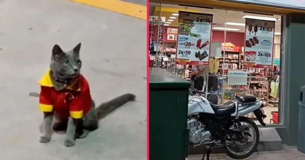 gato en el Oxxo