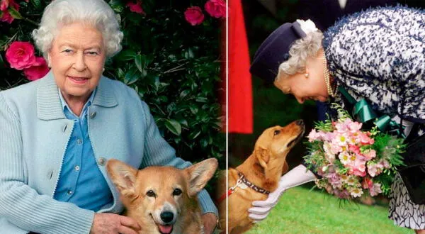 La reina Isabel II llegó a tener 30 perritos corgi raza en 14 generaciones.