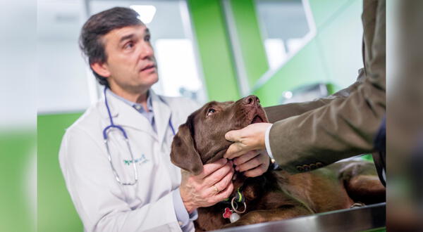 médico veterinario