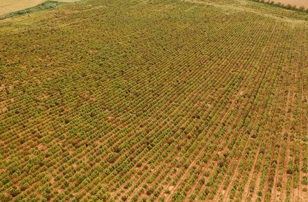 Marihuana plantaciones