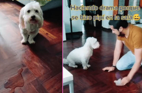 wapa.pe