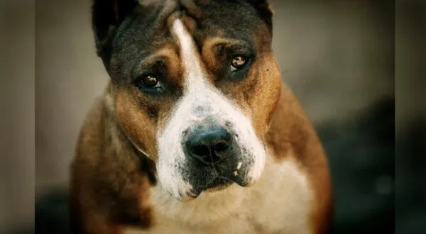 Las autoridades mexicanas protegerán la vida del perrito pitbull. wapa.pe