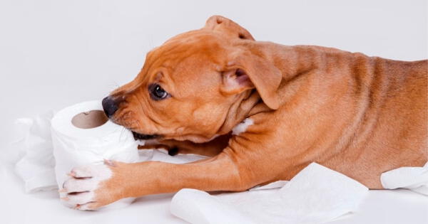 perro comiendo papel higiénico