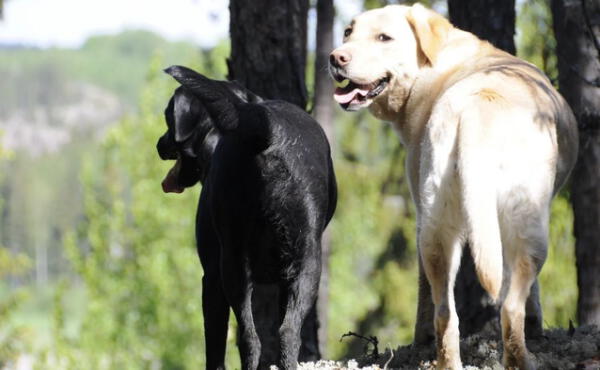 Cola de perro abajo