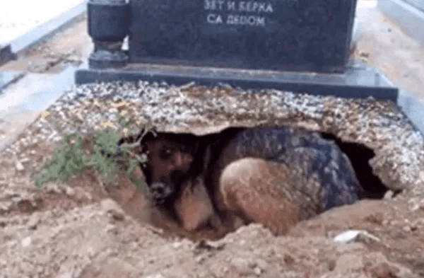 perro en una tumba