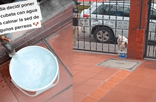 Hombre con buen corazón dejó envase de agua para perritos de la calle. wapa.pe