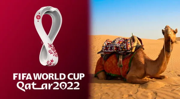 El virus del camello es una de las grandes preocupaciones del Mundial Qatar 2022