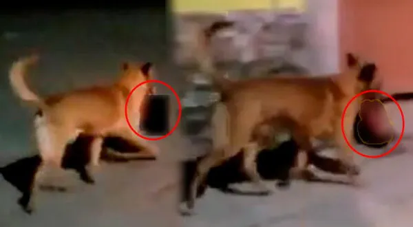 Perro lleva cabeza de un humano en México