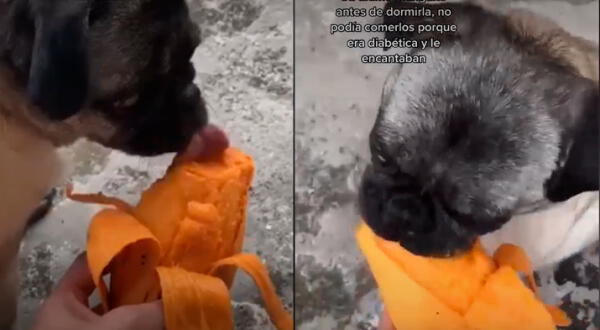 La perrita 'Lunita' cumplió su antojo antes de ser dormida