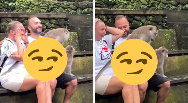 TikTok Viral: monos no se aguantaron y se aparearon en piernas de turistas en Bali wapa.pe