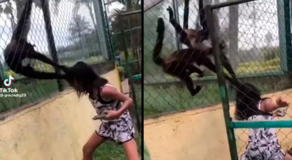 Niña fue agredida por dos monos en zoológico