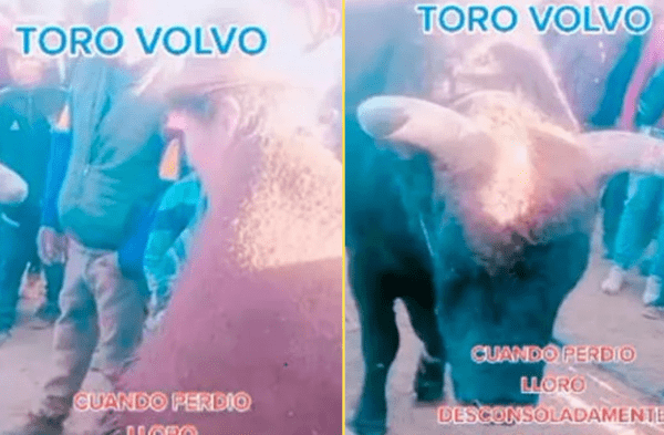 toro perdido