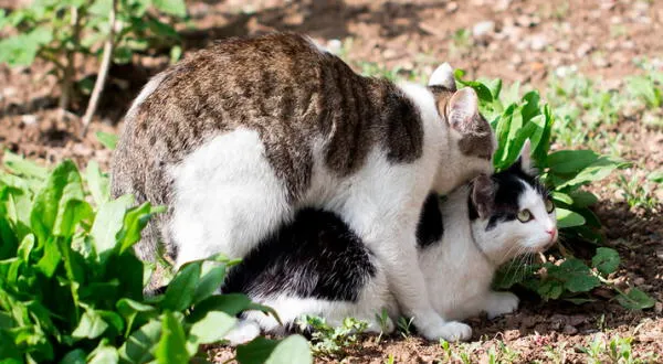 Las gatas normalmente se acomodan con la posición de lordosis cuando se aparean
