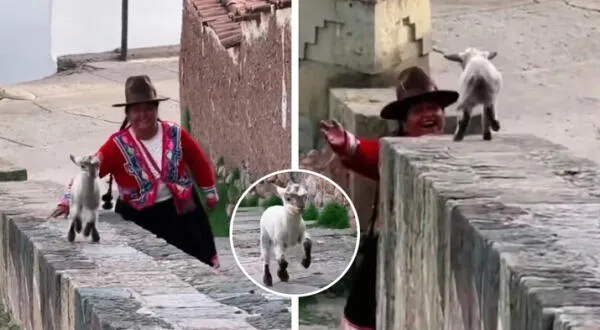‘La ovejita feliz’: el VIDEO que CONMUEVE a todos en TikTok y supera las 3 MILLONES de vistas wapa.pe