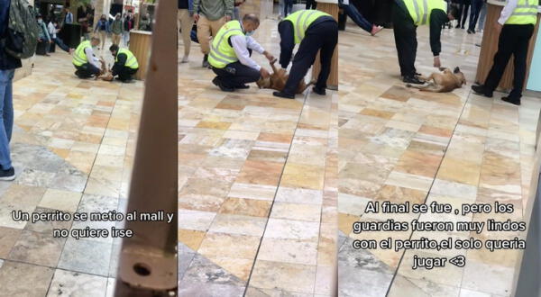 Centro de Lima: perrito se metió al Real Plaza del Centro Cívico y guardias lo tratan como rey wapa.pe