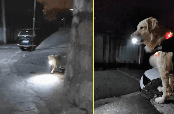 El perrito siempre cuida a su dueña. wapa.pe