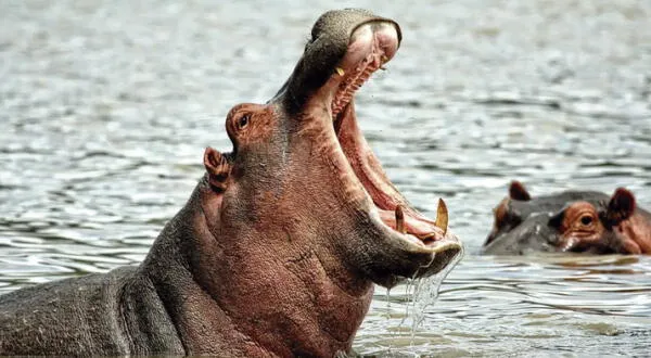 Hipopotamo casi asesina a un niño de dos años en África