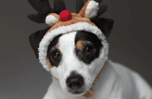 perro con gorro navideño