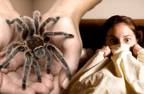 Araña en la mano con mujer asustada