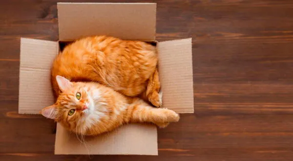 La debilidad de los gatos son las cajas de cartón