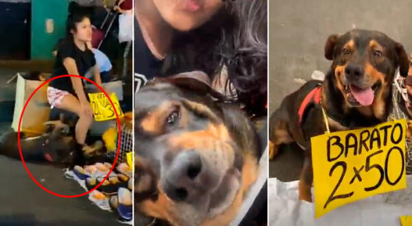 Perrito es un ejemplo de vida. Su historia fue conocida en TikTok