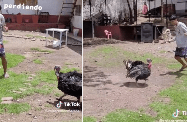 pavo corriendo