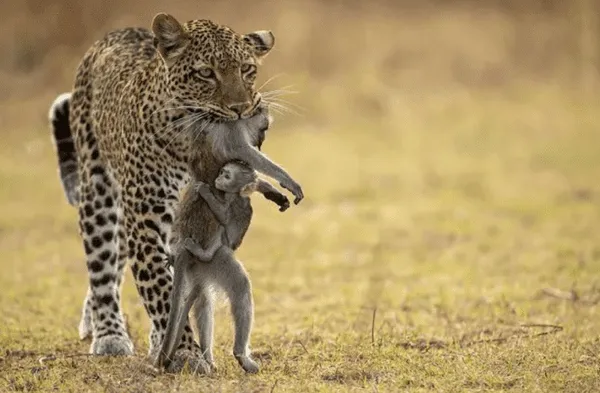 leopardo y mono bebé