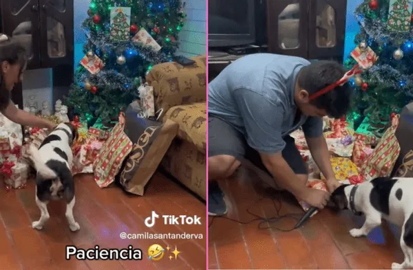 perro en Navidad