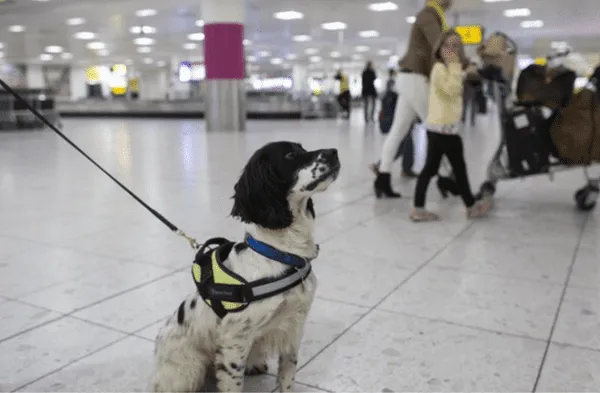 mascota en el aeropuerto