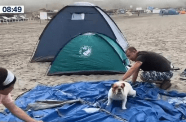 perro en la playa