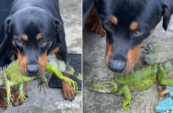 perro e iguana