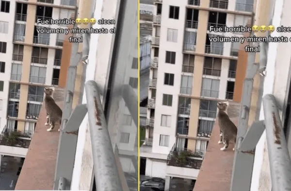 gato en edificio