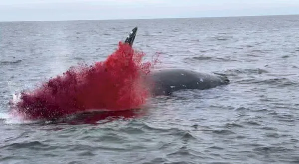 Las ballenas explotan luego de partir a la vida eterna.