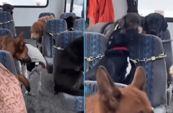 perros en bus