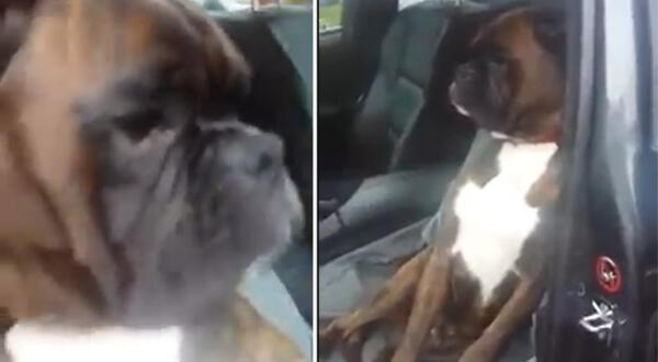 El vídeo del perrito se volvió viral y ya tiene millones de visualizaciones.