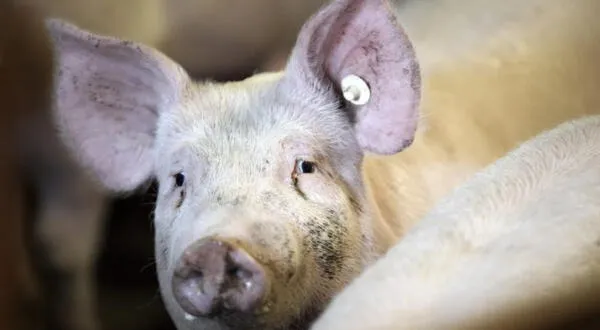 Chancho atacó a un carnicero