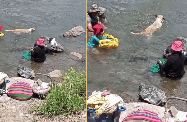 perro en el río