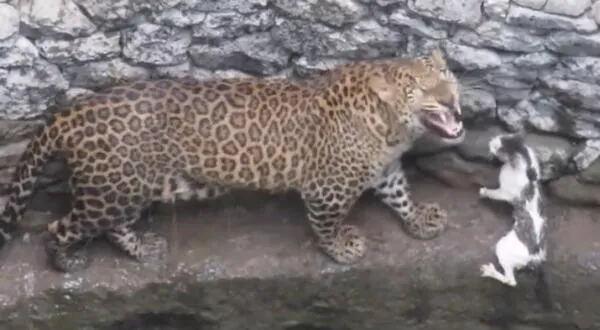 Leopardo y gatito cayeron a un pozo, pero luego fueron rescatados por las autoridades