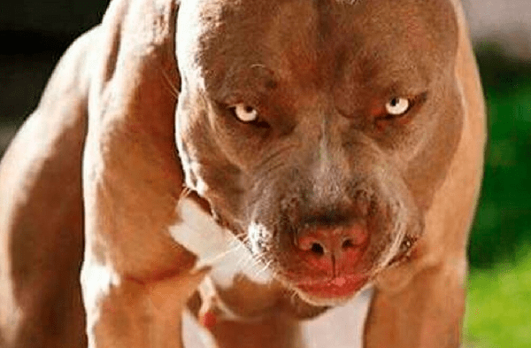 Un perro pitbull atacó a recién nacido hasta matarlo mientras madre del bebé estaba en el baño