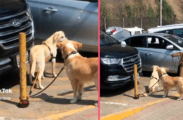 Bañista deja amarrado a sus perros en pleno sol mientras se va a disfrutar de la playa