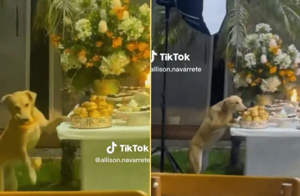 El perrito sorprendió con su reacció en el evento social. wapa.pe