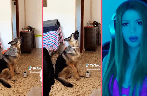 Perrito despechado se vuelve viral al cantar tema de Shakira wapa.pe
